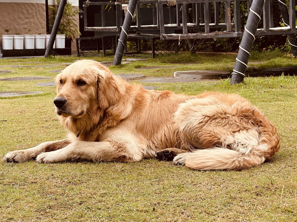 A relaxed golden retriever on a clean, healthy backyard lawn.