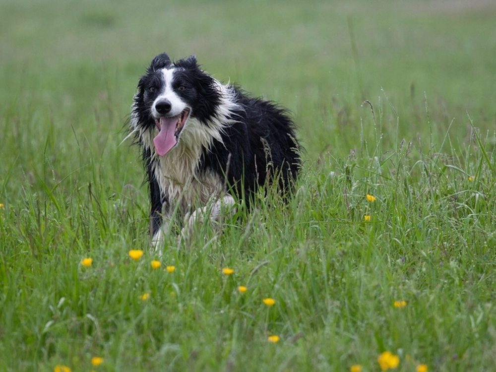A dog running across a well-kept open green space.