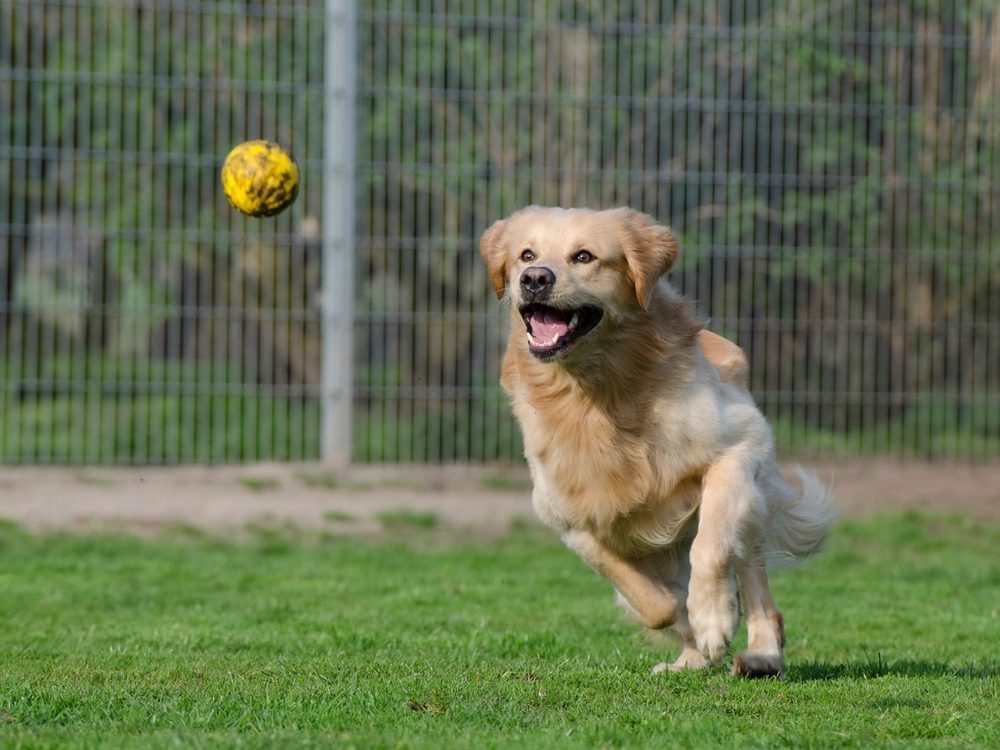 A golden retriever leaping to catch a ball in a clean, fenced yard.