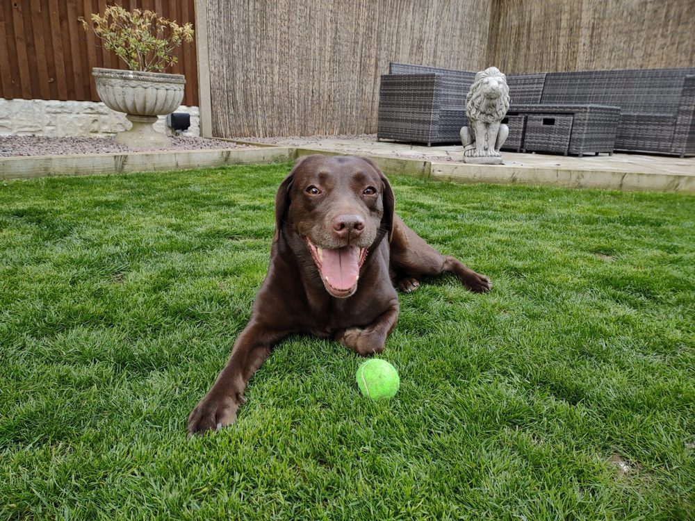 A happy Labrador with a ball on a tidy, well-kept backyard lawn.